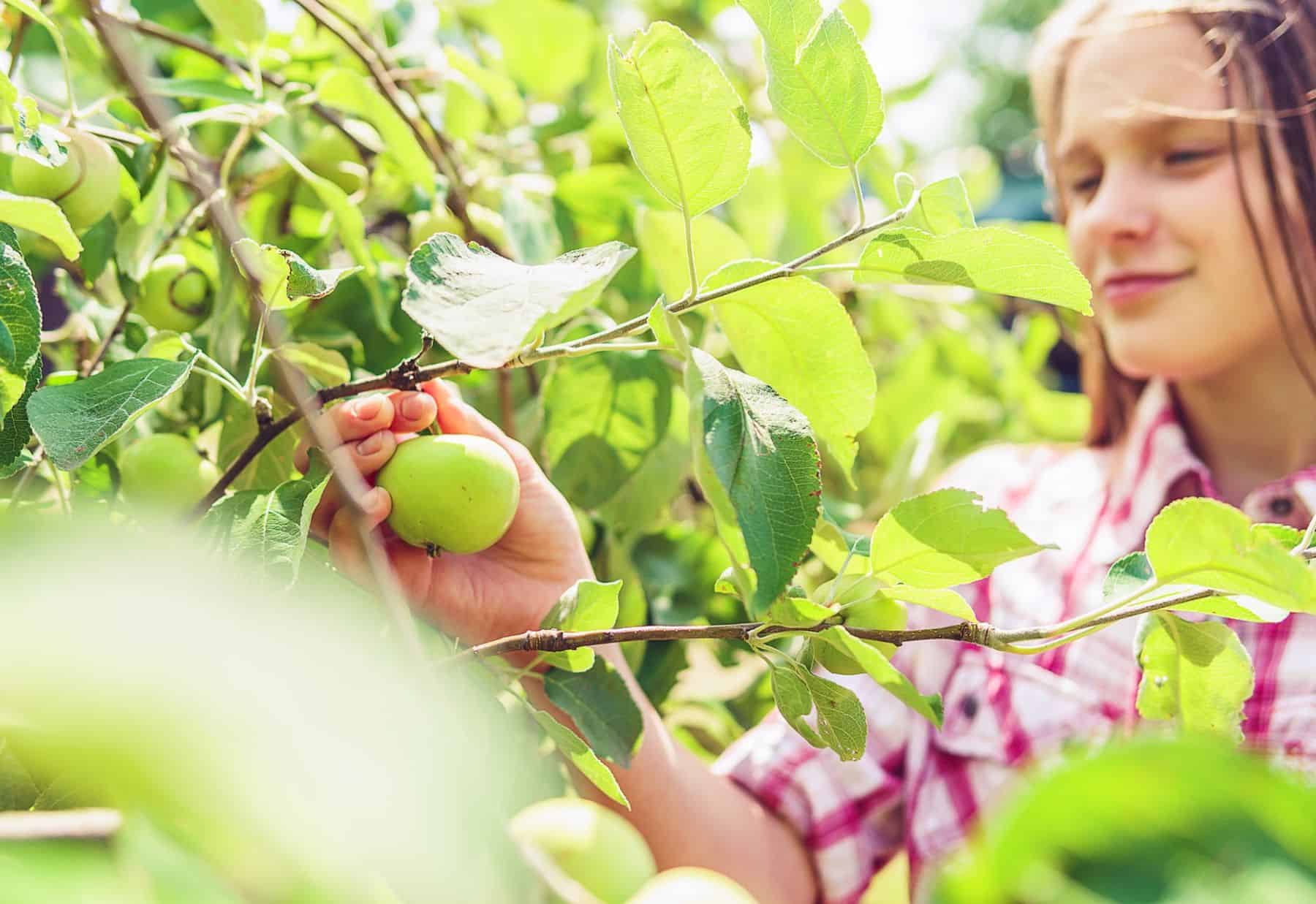 Tips for Growing an Organic Vegetable Garden